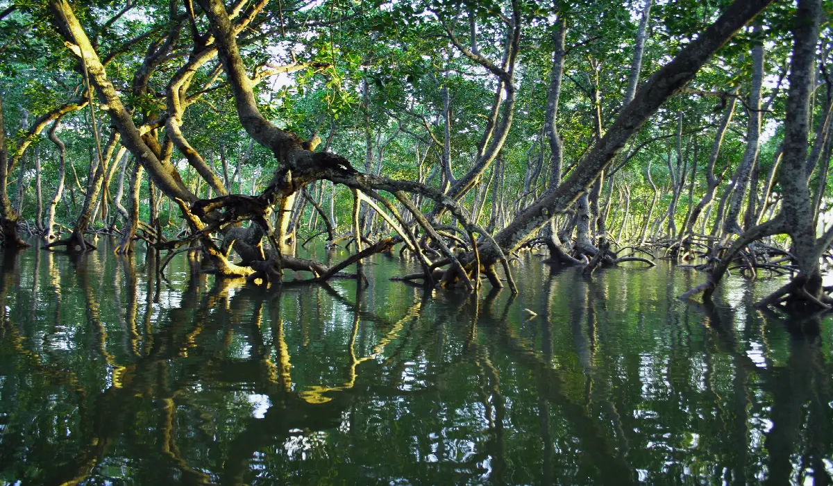 Mangroves: The Survivors